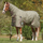 Weatherbeeta ComFiTec Essential Combo Neck Heavy Turnout Rug #colour_olive-green-burgundy-white