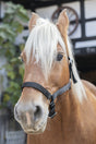 Norton Draught Horse Head Collar #colour_black