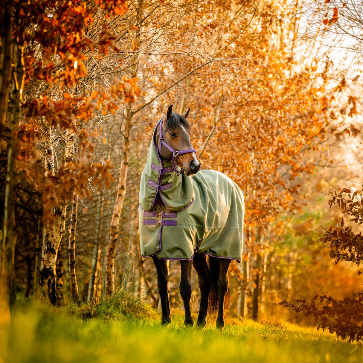 Horseware Ireland Amigo Hero 600D With Ripstop Plus 100g #colour_bramble-winterberry-taupe