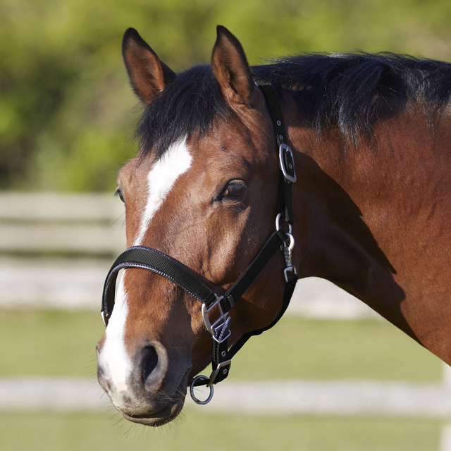 Bitz Deluxe Padded Headcollar #colour_black